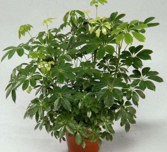 Schefflera arboricol