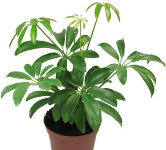 Schefflera actinophylla