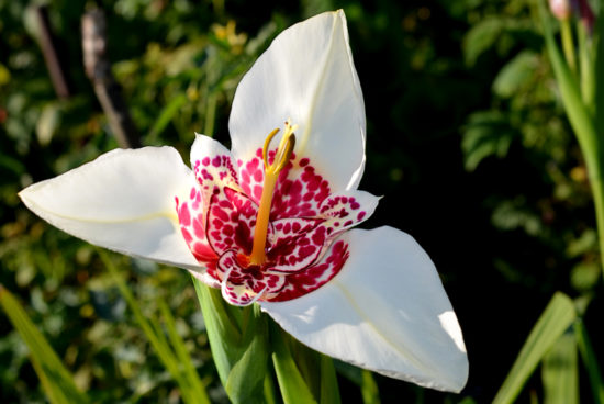 Tigridia Alba