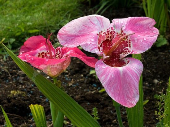 Tigridia Rosalind