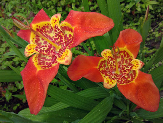 Tigridia Speciosa