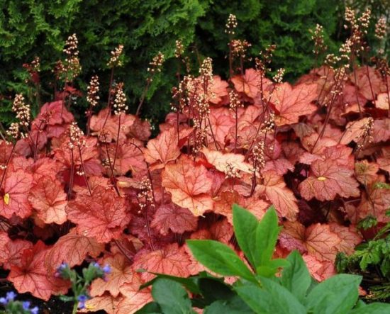 Heuchera Georgia Peach