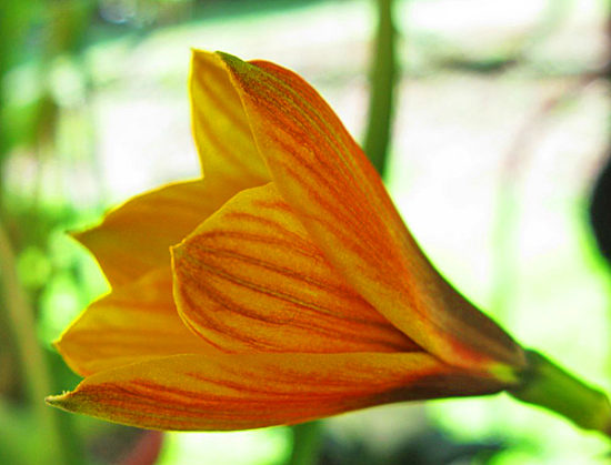 Zephyranthes Anderson