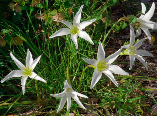 Zephyranthes atamascus