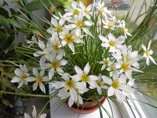 Zephyranthes biely