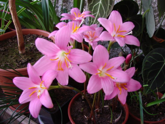 Zephyranthes grandiflora