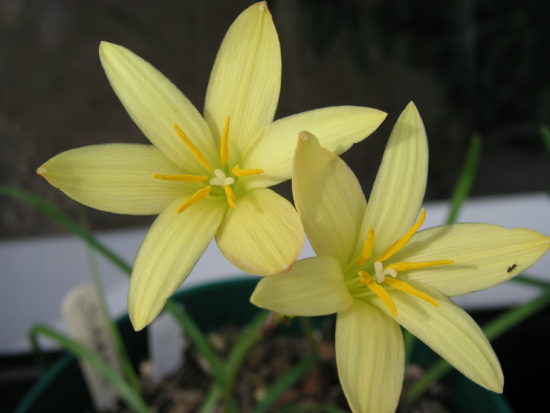 Zephyranthes citrón