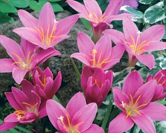 Zephyranthes robustus