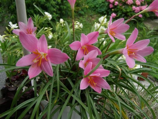 Zephyranthes ružová