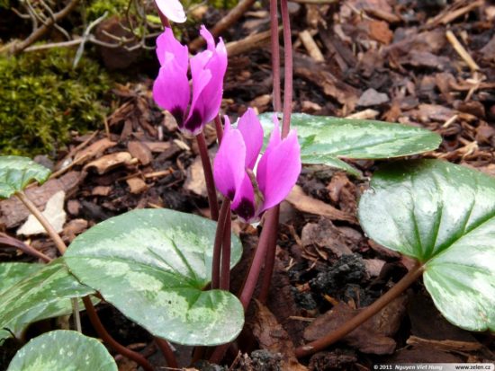 Cyclamen Colchis