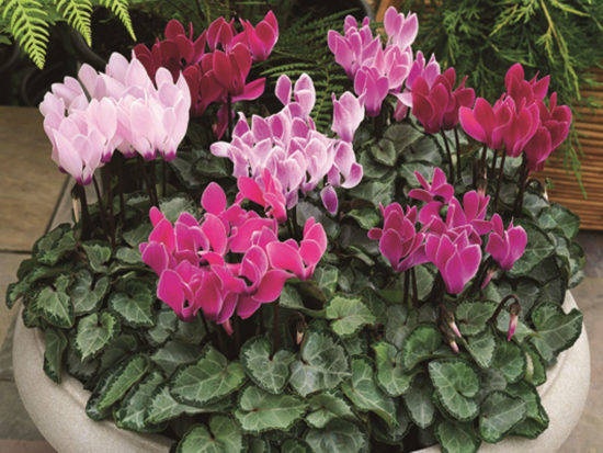 Cyclamen persica