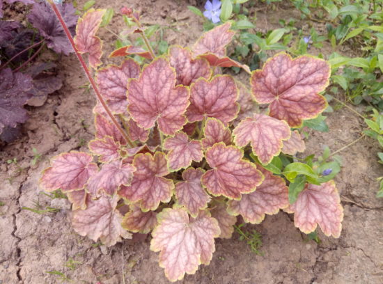 Zalievanie heuchera