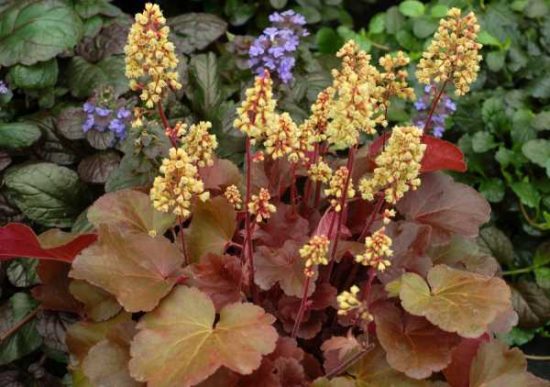 Heuchera súkvetia