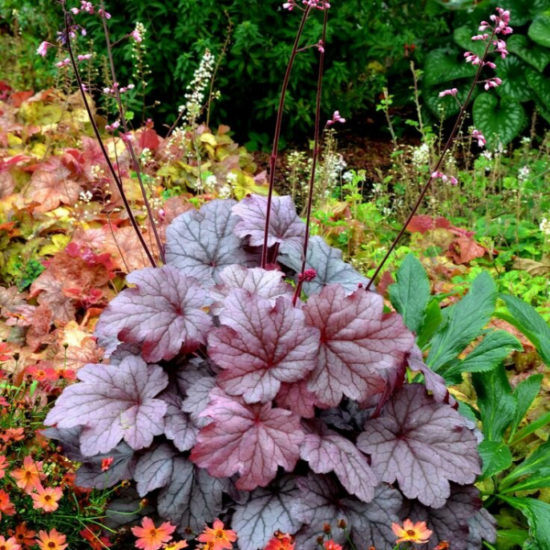 Rastúca heuchera