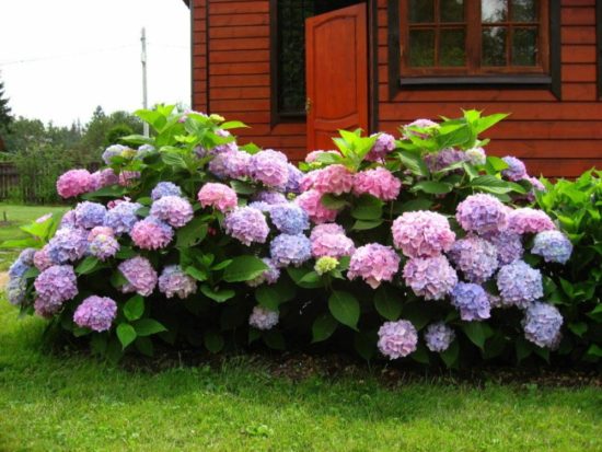 Popis 20 najlepších odrôd hortenzie veľkolistej s fotografiami a menami