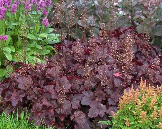 fotografia heuchera Midnight Rose