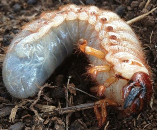 Chruščov - Larva májového chrobáka