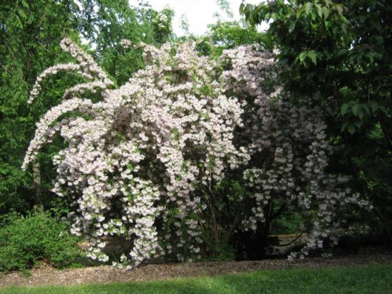 Weigela odroda Candida