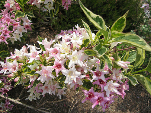 Veigela Loymansey Aurea