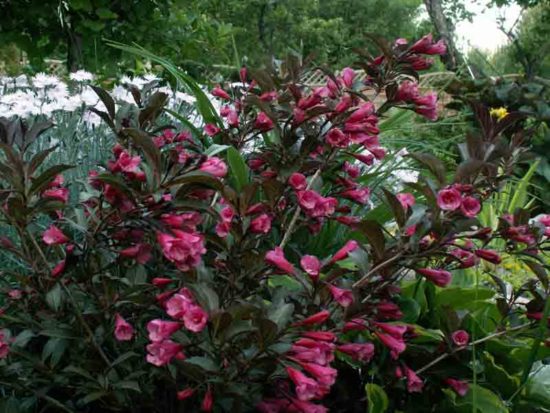 Weigela Naomi Campbell