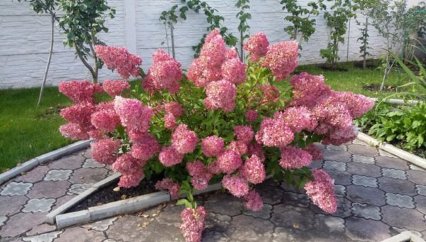 Popis 30 najlepších odrôd hortenzie paniculata s fotografiami a menami