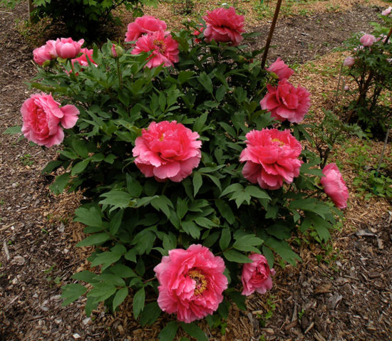 Koralový ostrov Tree Peony