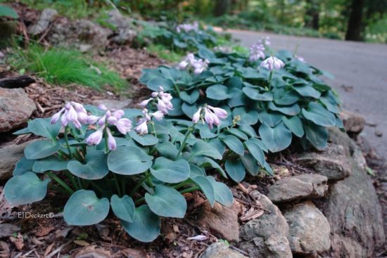 Modrá odroda hosta Blue Mouse Yars