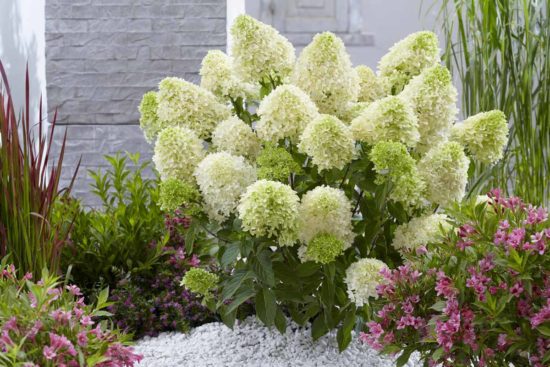 Hydrangea paniculata: výsadba a starostlivosť na otvorenom priestranstve, foto