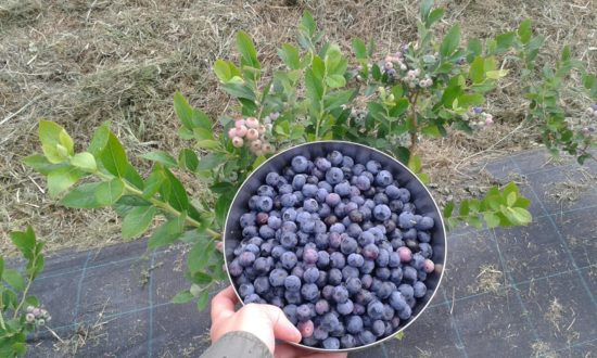 Blueberry River