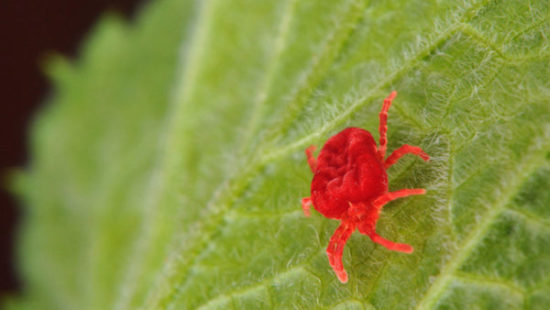 Spider roztoč