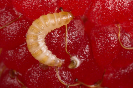 Larva malinového chrobáka