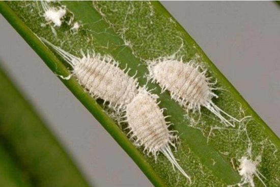 Mealybug