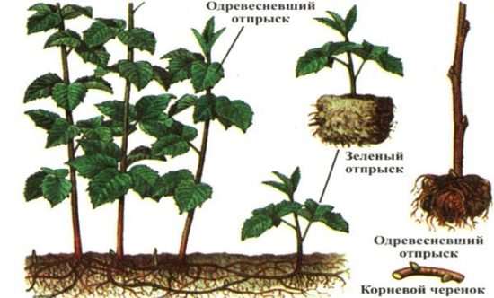 Rozmnožovanie malinových stromov