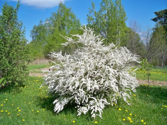 Spiraea Vangutta: popis, fotografia, odporúčania pre výsadbu a starostlivosť