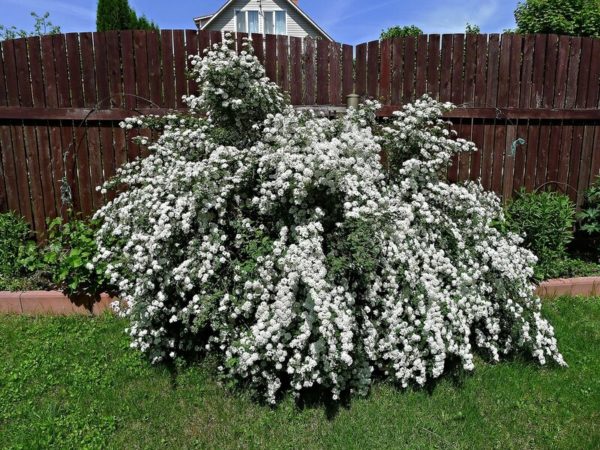 Spiraea pri plote