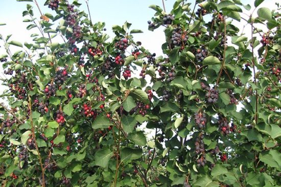 Serviceberry berry: výsadba, starostlivosť a rozmnožovanie kríkov