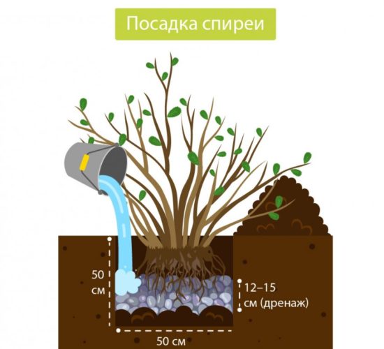 Pravidlá pre pestovanie spirea