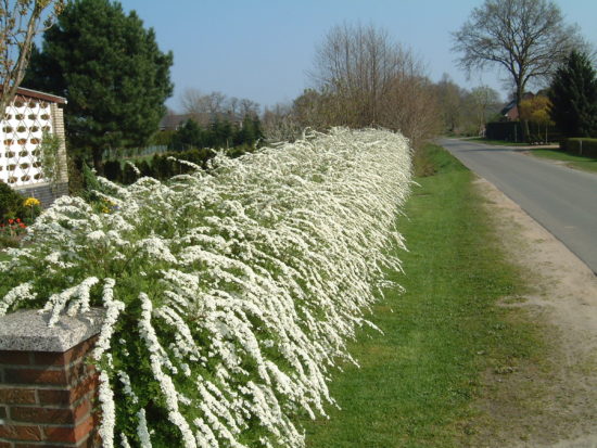 Spiraea v záhradnom dizajne