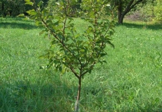 Ako sa starať o mladé jablone na jar, v lete a na jeseň