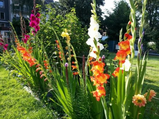 Ako správne pripraviť cibuľky gladioli na výsadbu do zeme na jar