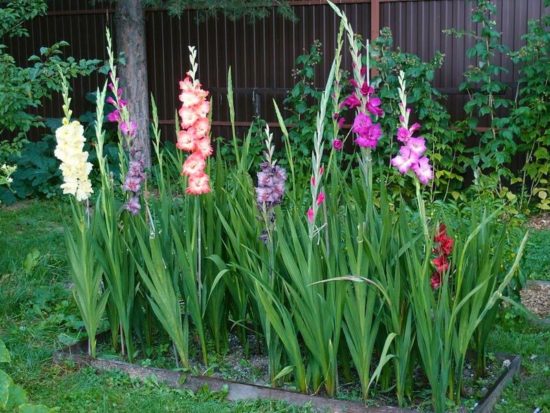 Záhon s gladioli