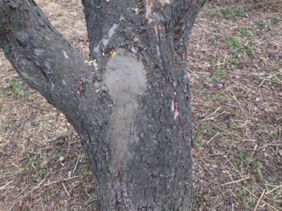 Vypĺňanie dutiny na starej jabloni