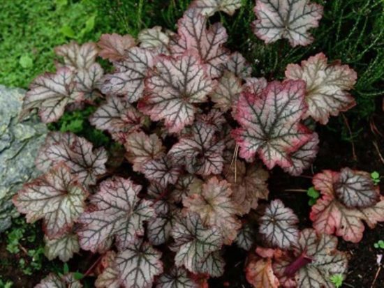 Heuchera Mars