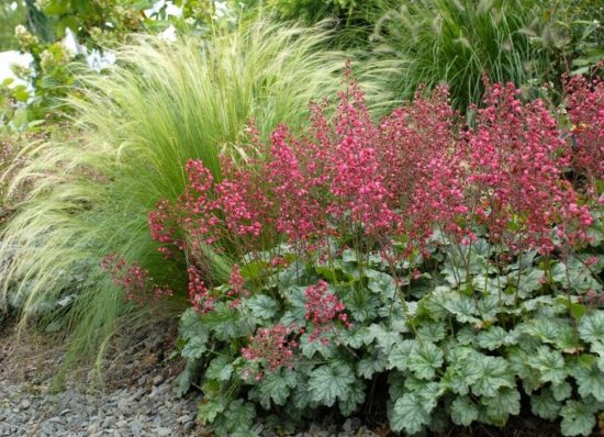 Heuchera Paris