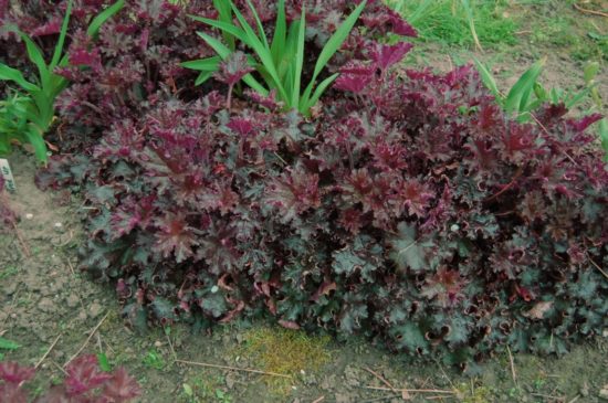 Princ Heuchera