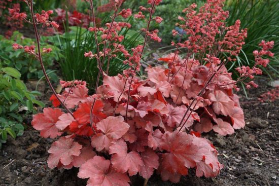 Heuchera Cherry cola