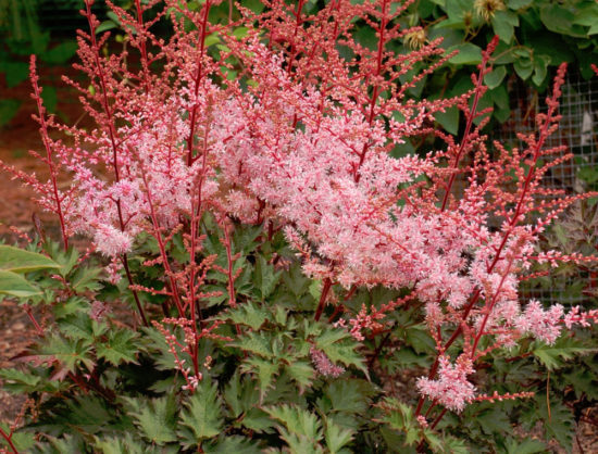 Čipka Astilbe Delft