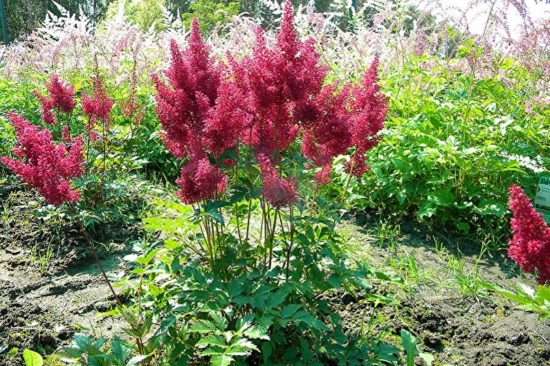 Vysoko kvalitný astilbe Granat