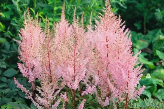 Odroda Astilbe Hip Hop