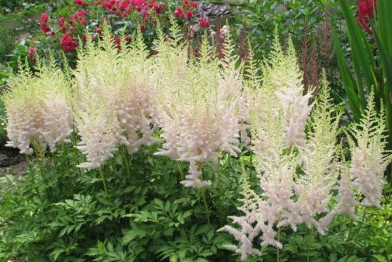 Biele astilbe mlieko a med